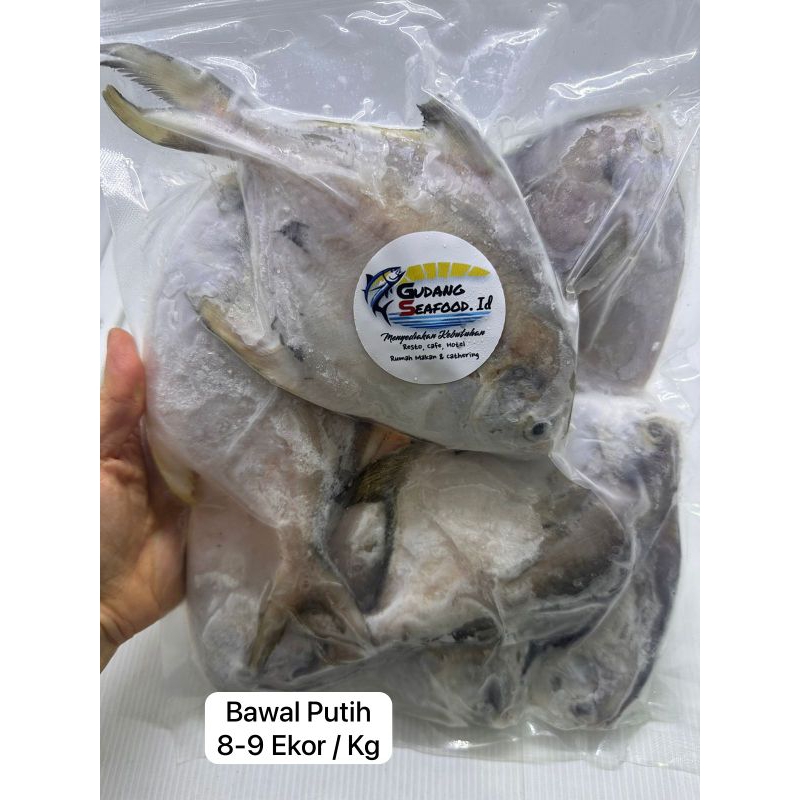 

Ikan Bawal Putih Size 8-9 Ekor / Kg