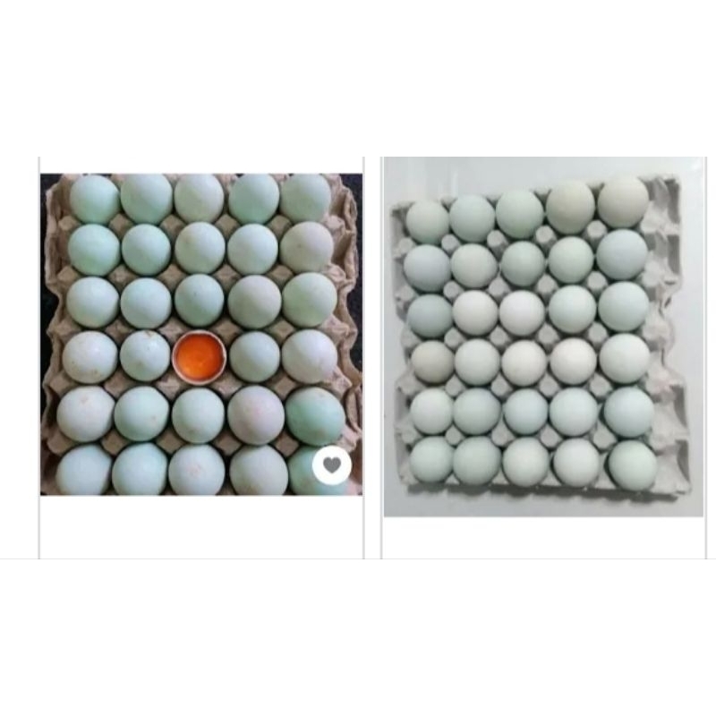

Telur bebek