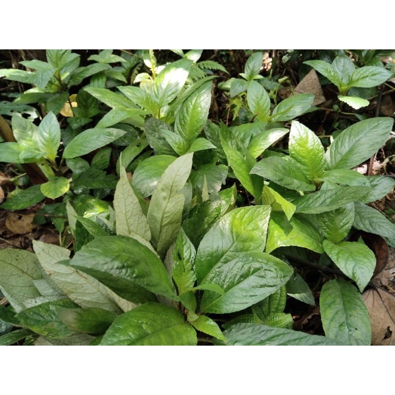

lalapan herbal reundeu gunung segar 200grm