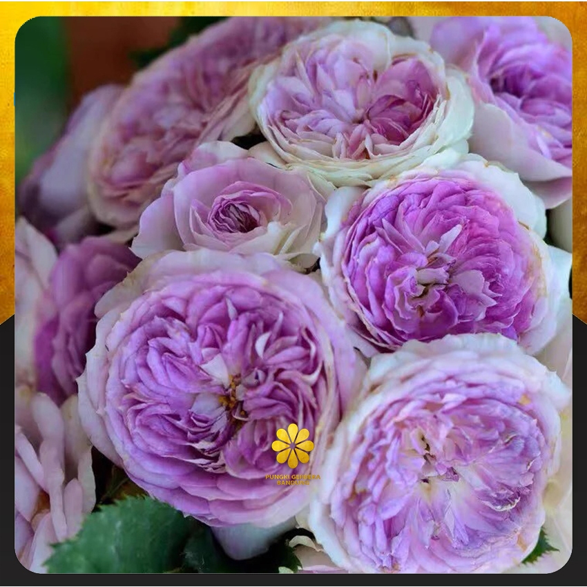 Tanaman Mawar Hidup Blue Moon Stone - Mawar Import - Mawar Jepang