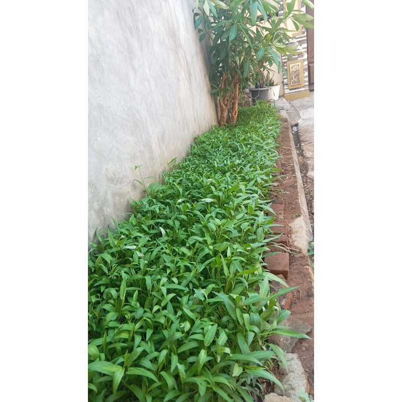 

sayur kangkung