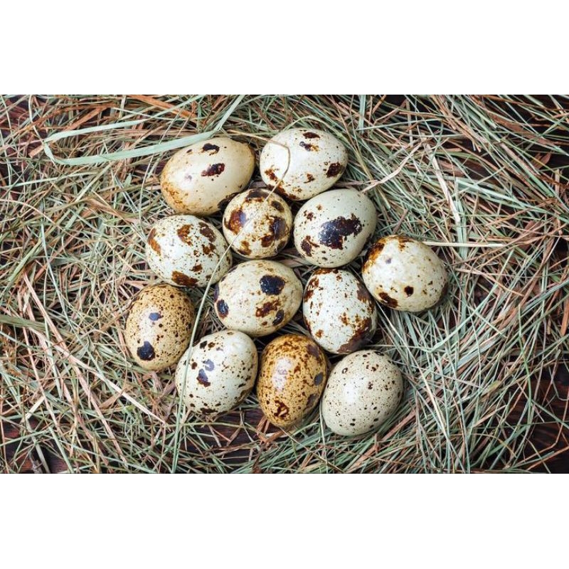 

Telur Puyuh Segar