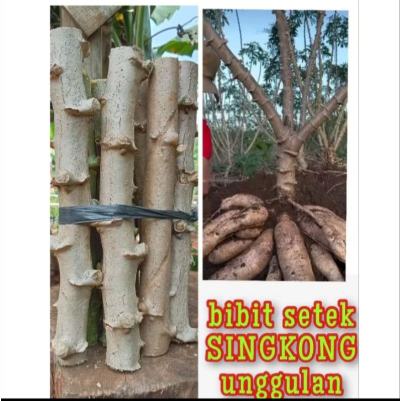 50 STEK BIBIT SINGKONG THAILAND UNGGULAN