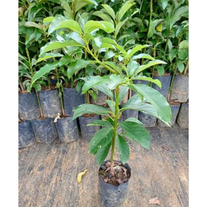 pohon alpukat aligator / bibit alpukat jumbo