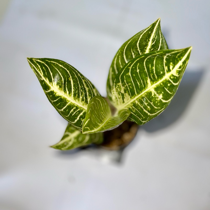 Aglaonema Pride of Sumatra white