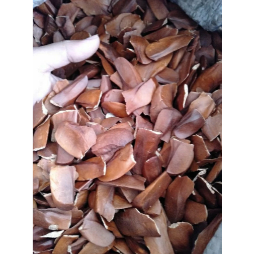 

LIMITED STOK~BIJI BUAH SUPER MAHONI PREMIUM - 100GR,250GR,500GR