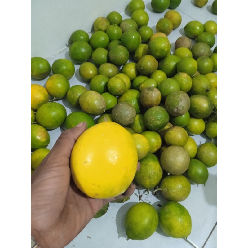 

JERUK LEMON CALIFORNIA SEGAR