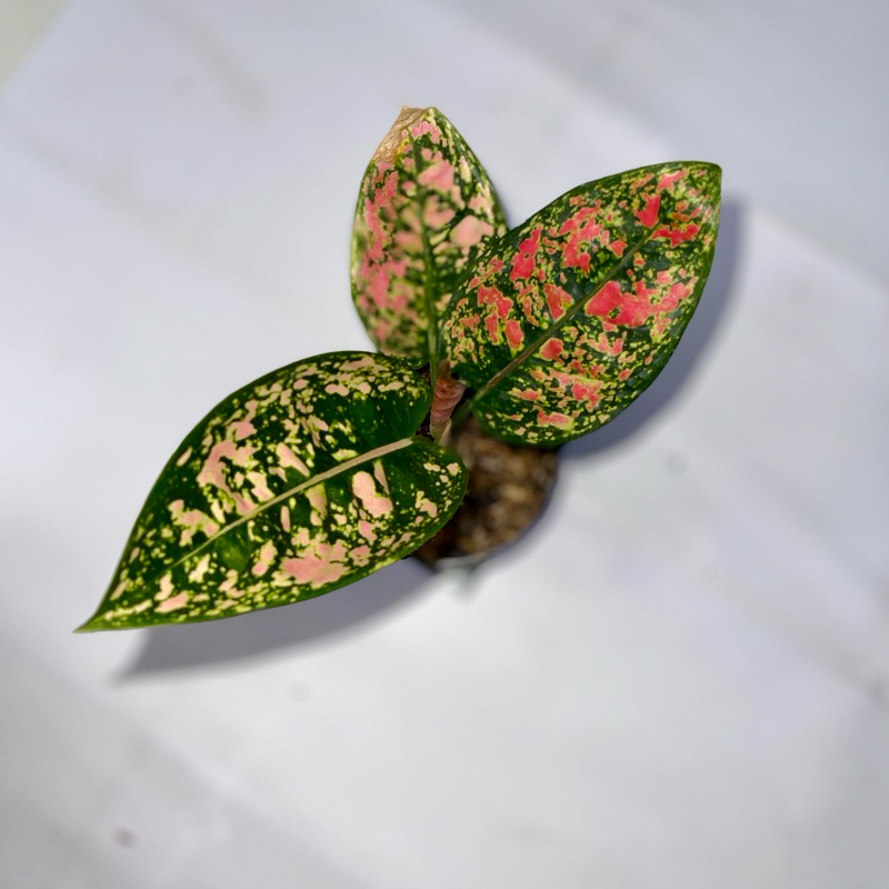 Aglaonema ruby compacta