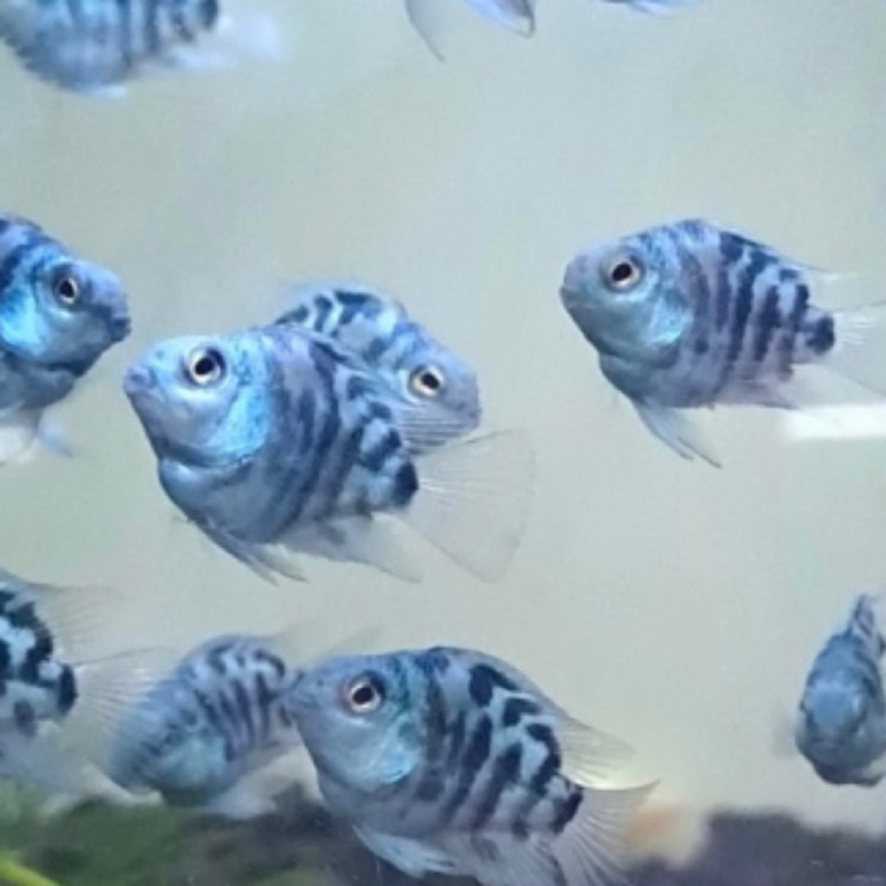 (NEW) IKAN HIAS BLUE POLAR / BLUE POLAR PLATINUM / IKAN HIAS CICHLID POLAR BLUE POLAR PLATINUM / IKA