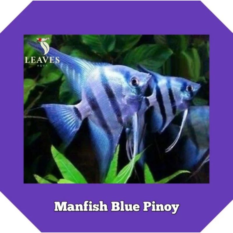 ikan manfish blue pinoy