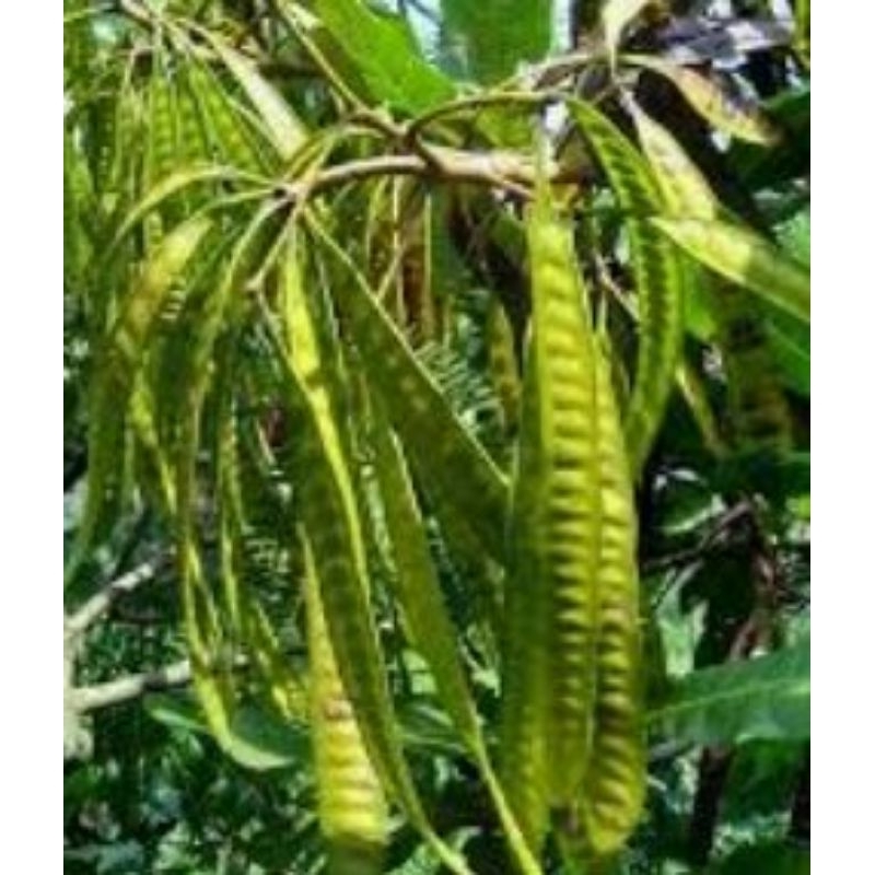 bibit lamtoro 1 batang