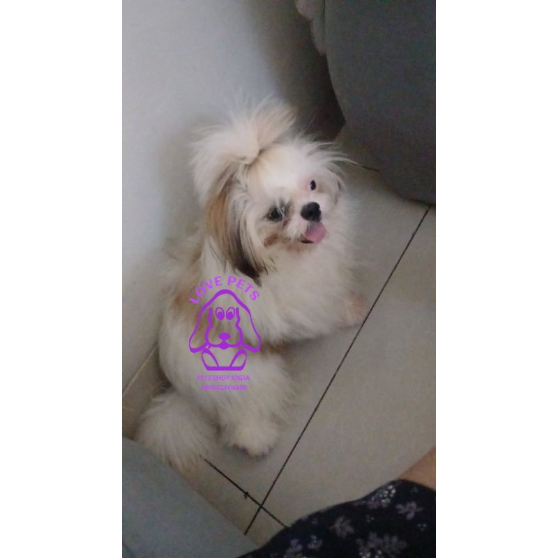 mainan anjing hidup shihtzu jantan