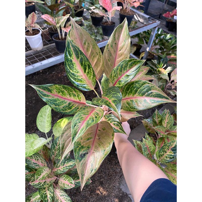 Aglaonema Red Imelda