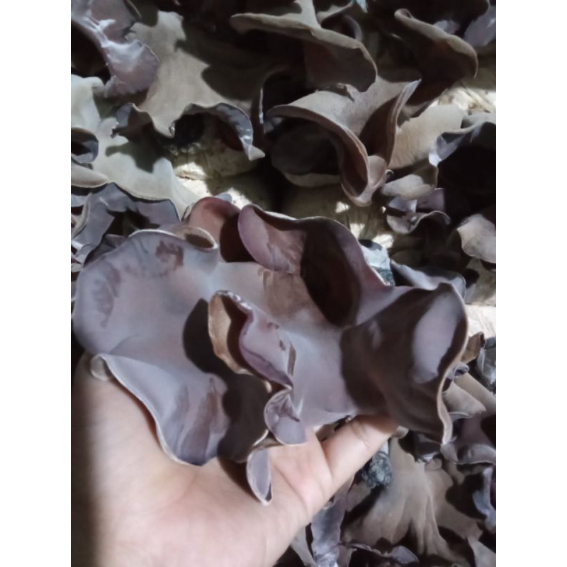 

READY JAMUR KUPING KERING 250GR