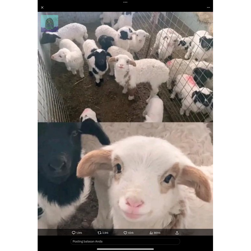 

kambing gunung