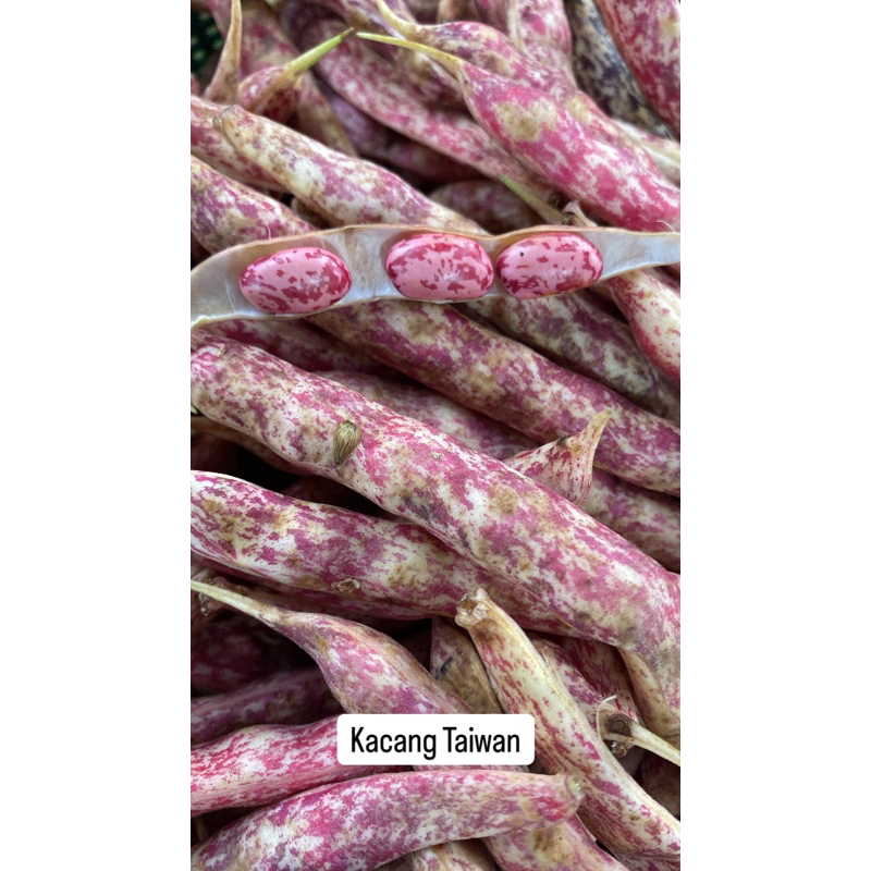 

KACANG MERAH TAIWAN KULIT