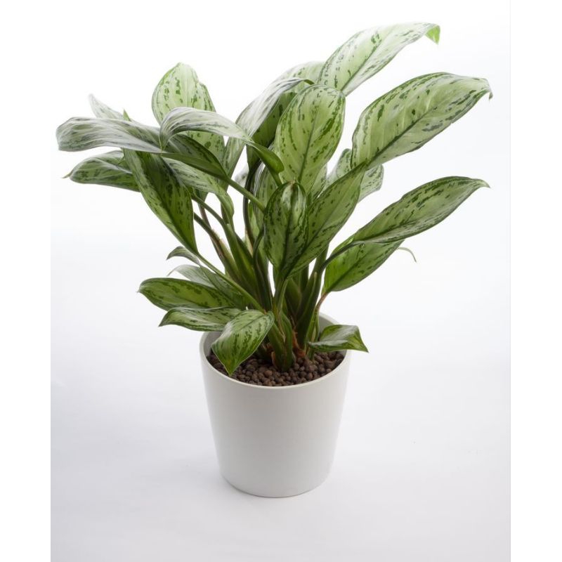 Sri rejeki hijau/aglaonema commutatum