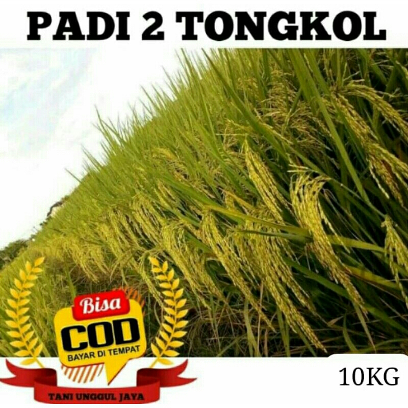 BENIH PADI 2 TONGKOL KEMASAN 10KG