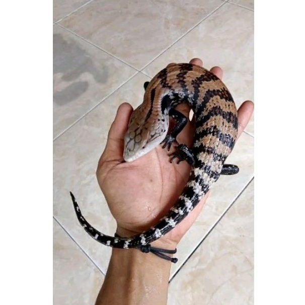 lukisan pemandangan panana