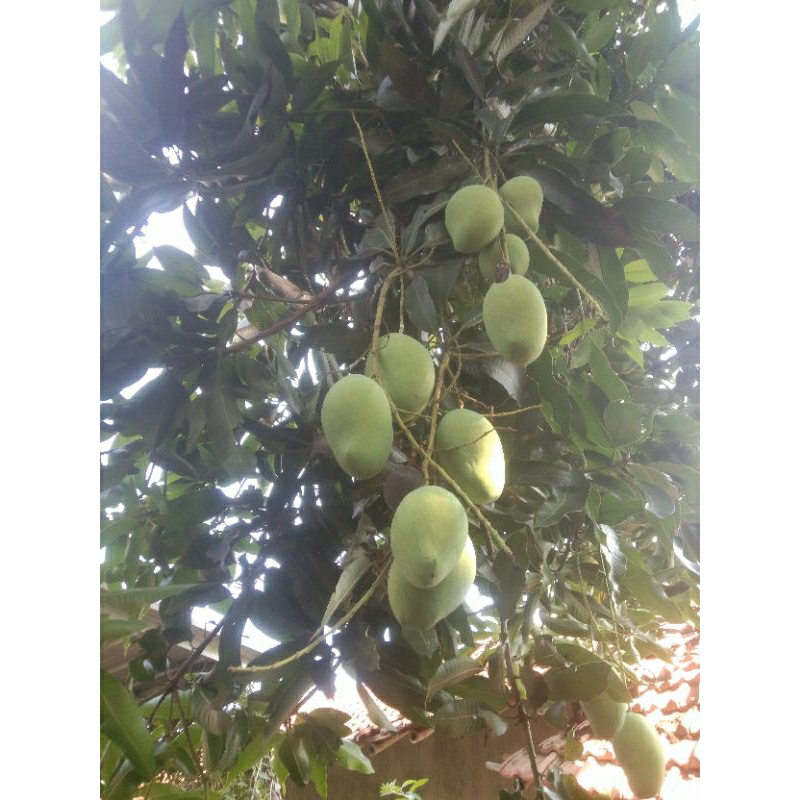 

Mangga muda harum manis