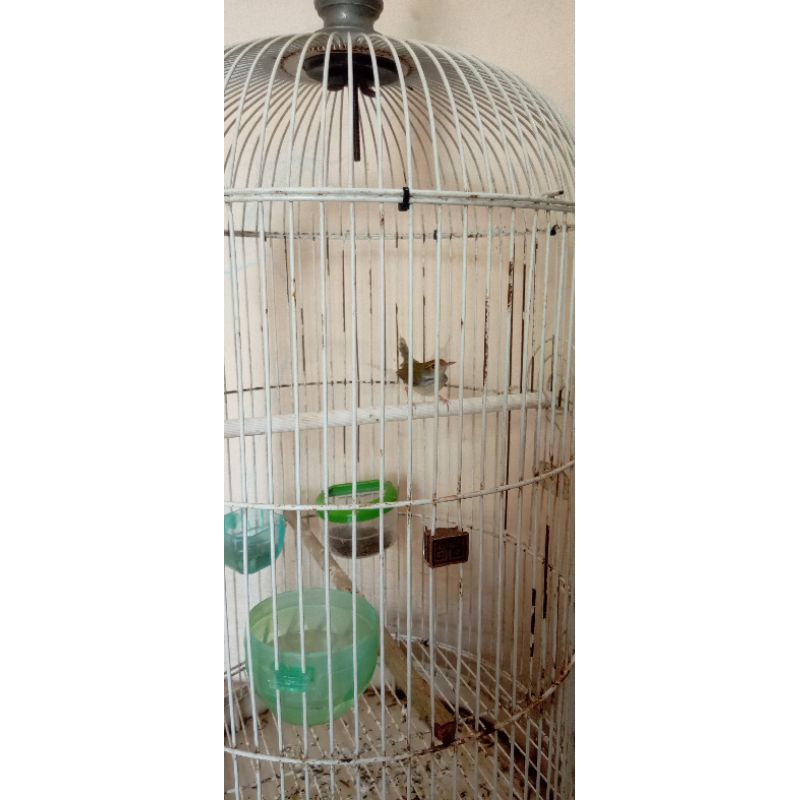 burung prenjak lumut bakalan