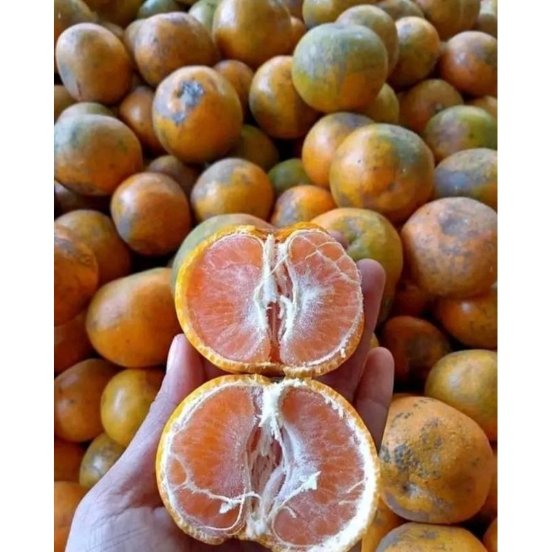 

jeruk surabaya/ pasar online karuwisi