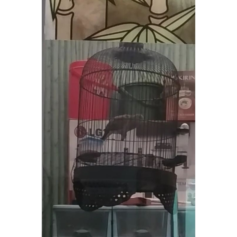 kutut Bangkok perkutut bangkok