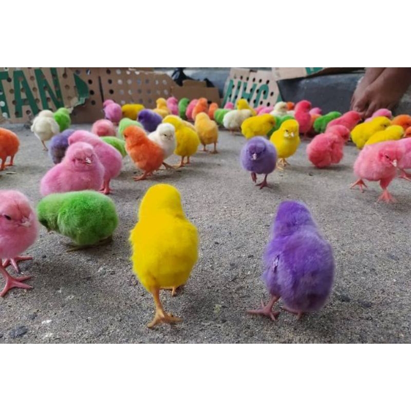 Anak ayam broiller pedaging grosir