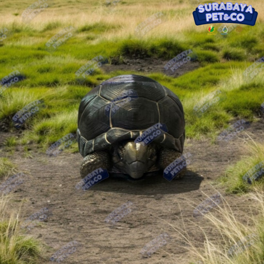 ANIMAL HEAVENLY BODY Aldabrachelys gigantea Aldabra Tortoise