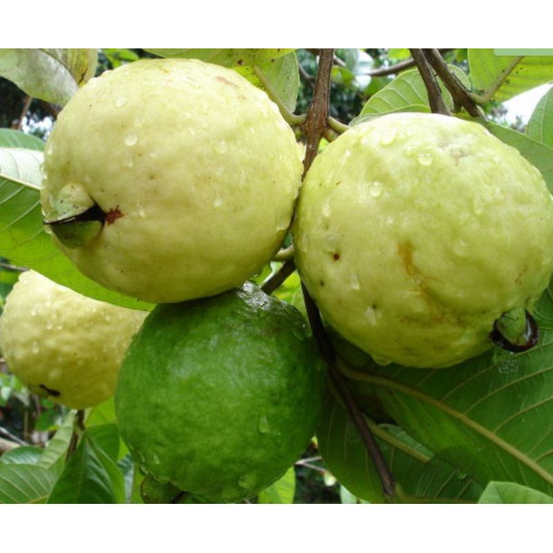 jambu merah 1kg