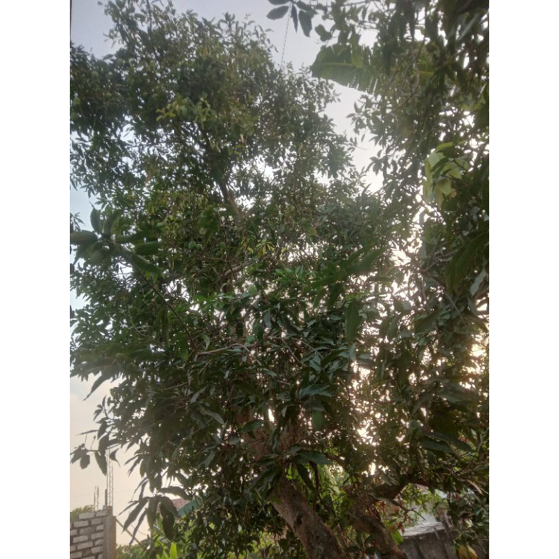 

MANGGA MUDA GADONG/HARUMANIS FRES LANGSUNG PETIK 1KG COCOK BUAT RUJAK isi 4-6