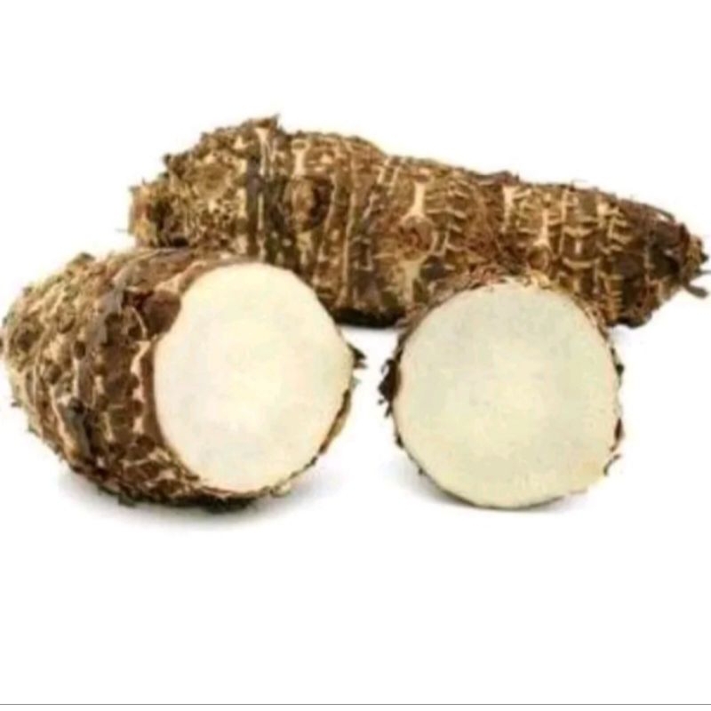 

umbi talas gajah 1kg - umbi berkualitas ( tidak gatal)