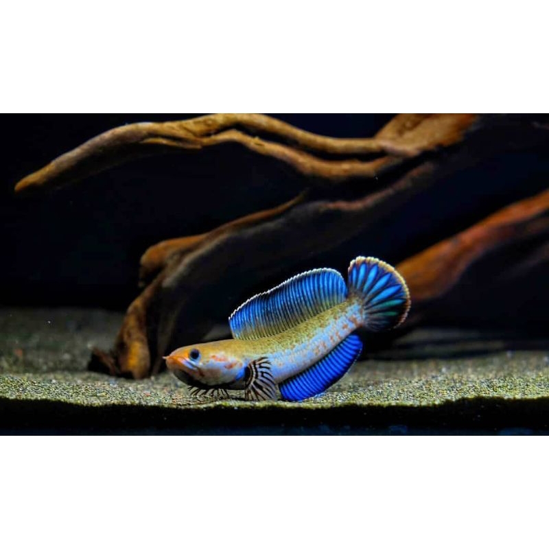 Ikan Channa Andrao Full Pelet Gondrong Rim Tebal Size 4-5Cm Sortiran Terbaik Bahan Progres Spek Kont