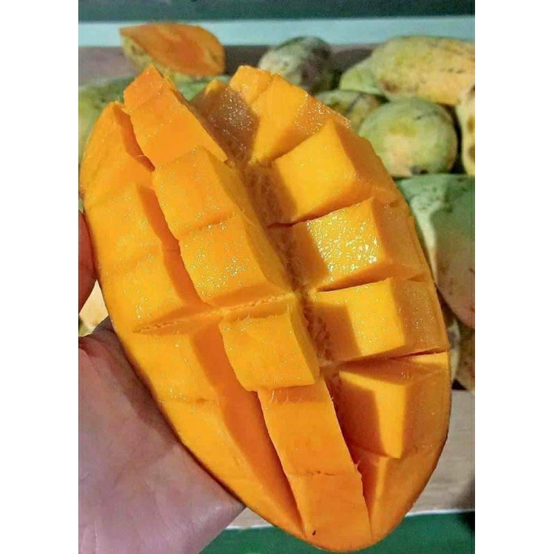 

mangga harumanis manisss poll