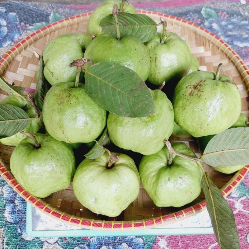 

jambu kristal tanpa biji ukuran sedang