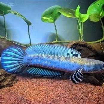 

hiasan aquarium chana blue pulcra singel tank