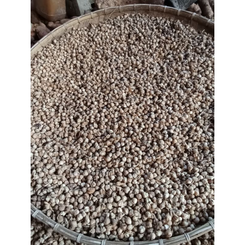 

kapulaga kering /kapulogo cardamon kering sempurna 50 gram