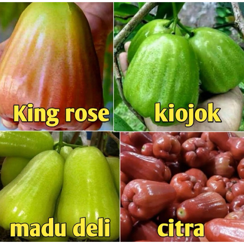 Indukan jambu air batang besar rimbun