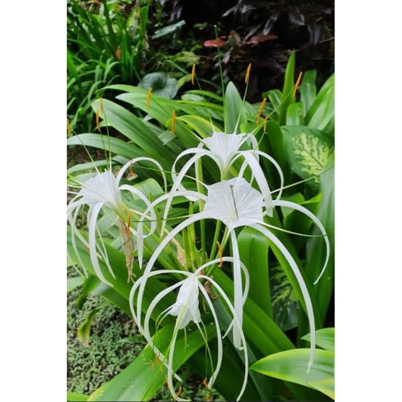 Tanaman Bakung Lele Hymenocallis Arenaria - Bakung Lele