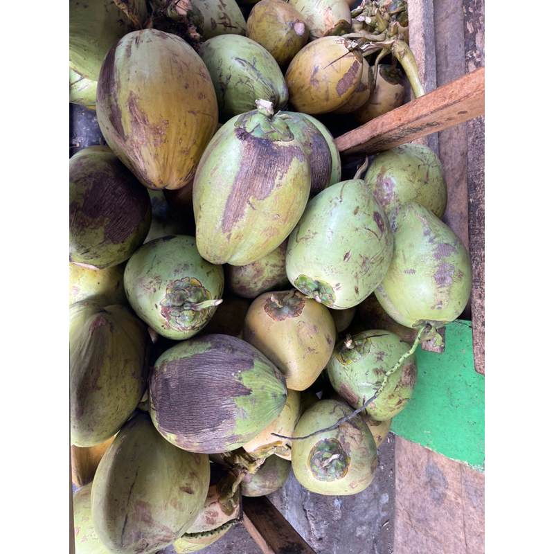 

kelapa muda 1 buah
