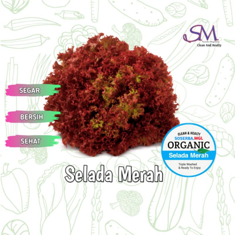 

Selada Merah Murah Berkualitas