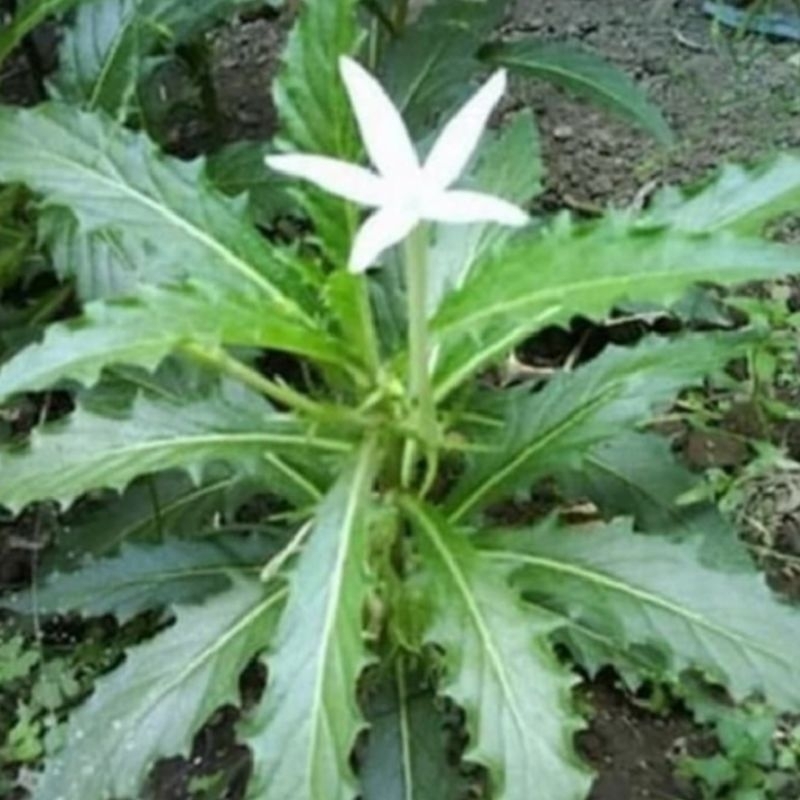 

Daun kitolod atau daun korejat 250g obat mata rabun