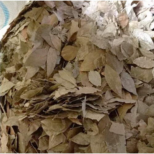 

Daun Kemuning Kering 100gr