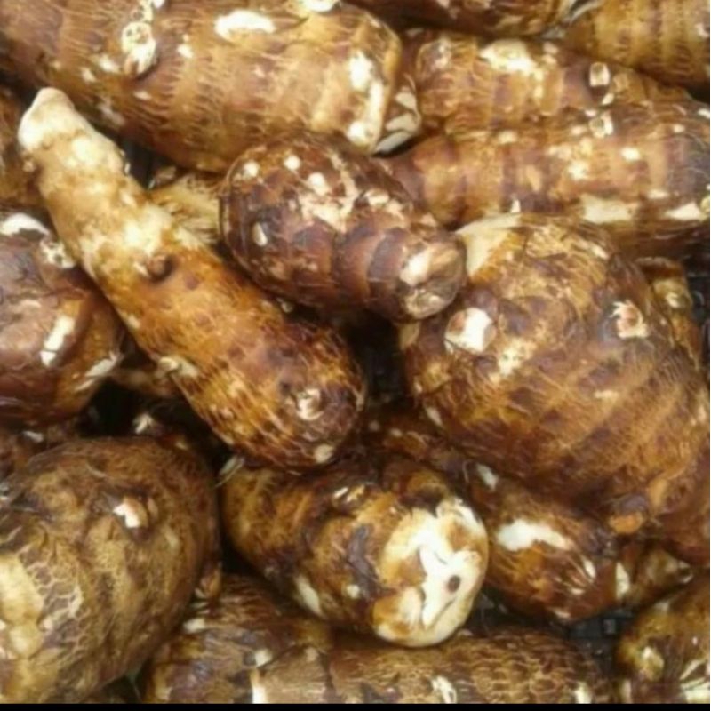

Ubi talas pulen 1 kg