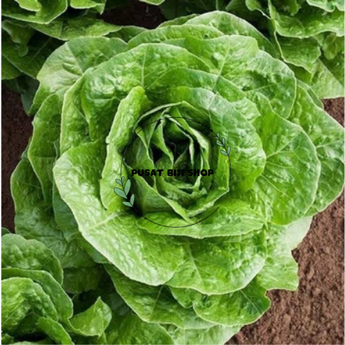 100 Pcs Bibit Lettuce Romania Biji Sayuran Selada Inggris Romaine Benih Sayur Salad