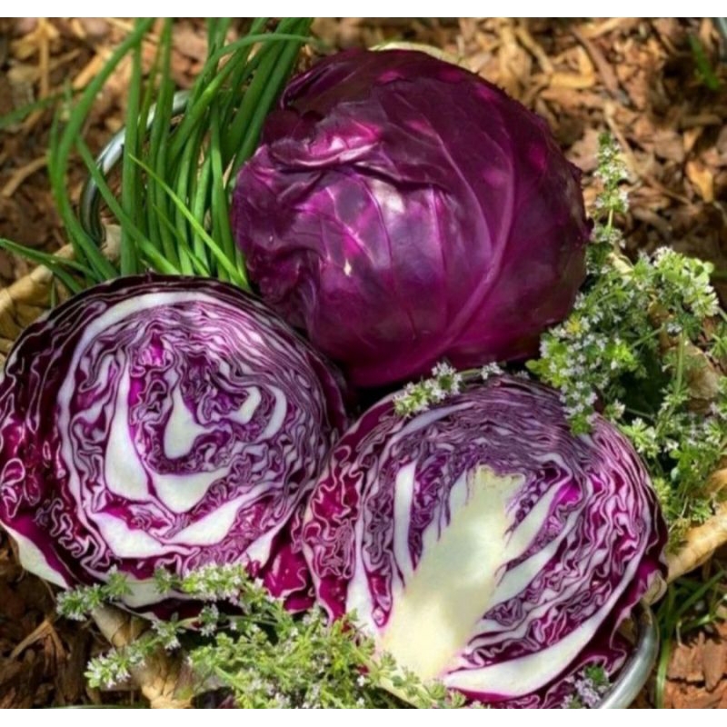 6biji bibit benih Kubis Ungu