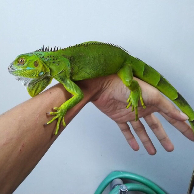 Mainan Green iguana colombia -+ 70cm || iguana hijau -+ 70cm