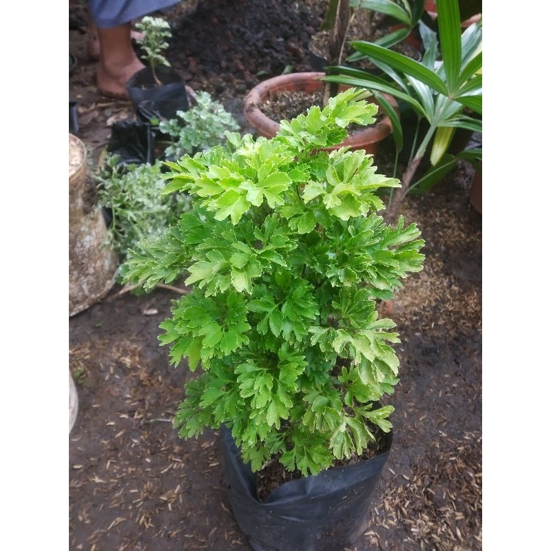 Tanaman hias andong laut hijau - andong laut - merkitik