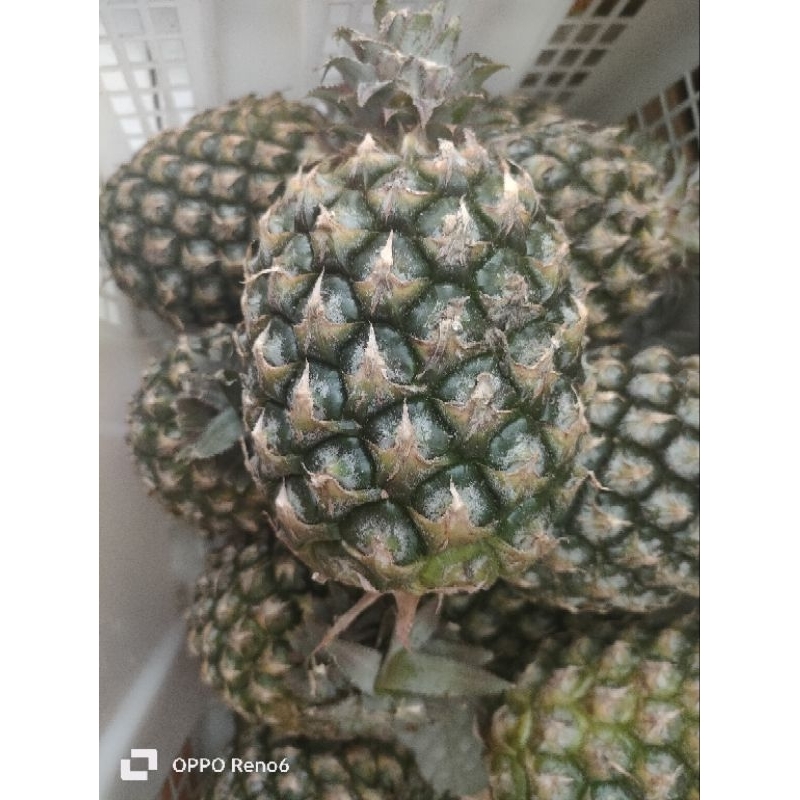 

nanas 500 gram lebih