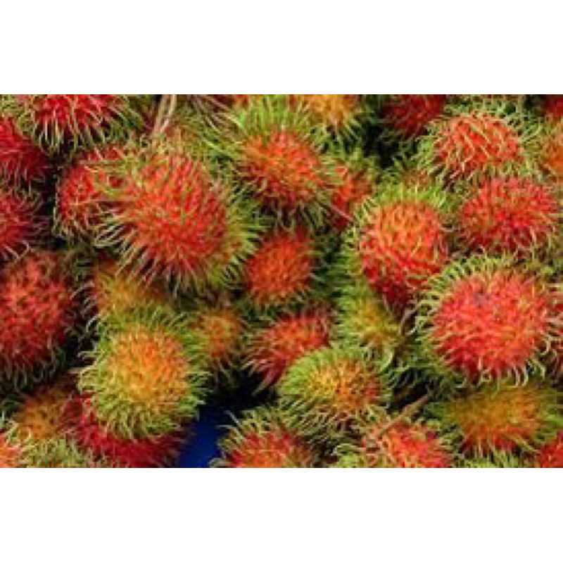 

Rambutan Binjai